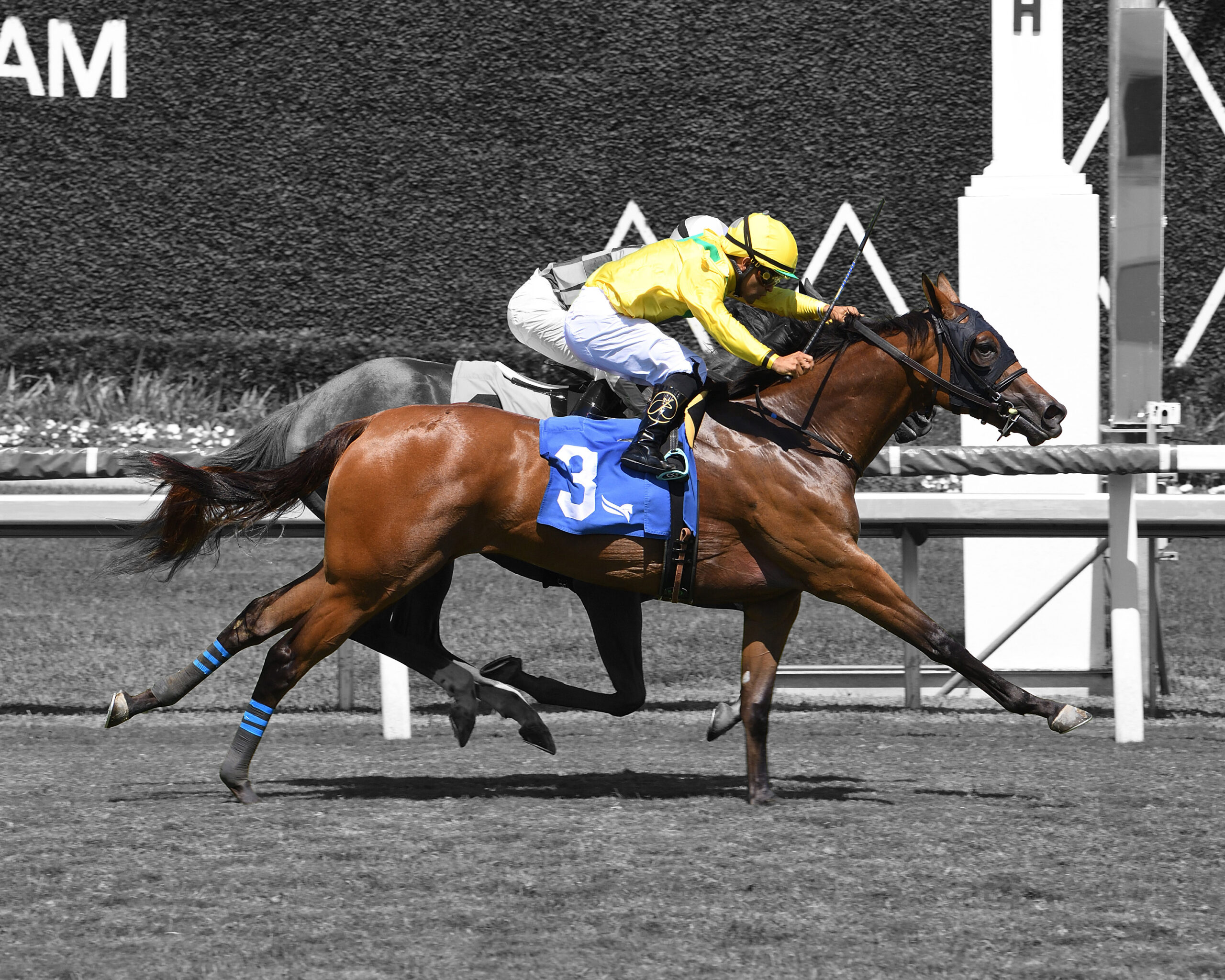 Florida-bred Thoroughbred Celtic Dispute and jockey Luis Saez, galloping on the outside, fend off competitor Skara Brae on the inside rail by a neck to win the 2026 $125,000 Royal Palm Juvenile for 2-year-olds at Gulfstream Park. (Photo: ©Ryan Thompson) Celtic Dispute and Saez are in full color, while the rest of the photo has been edited into grayscale.