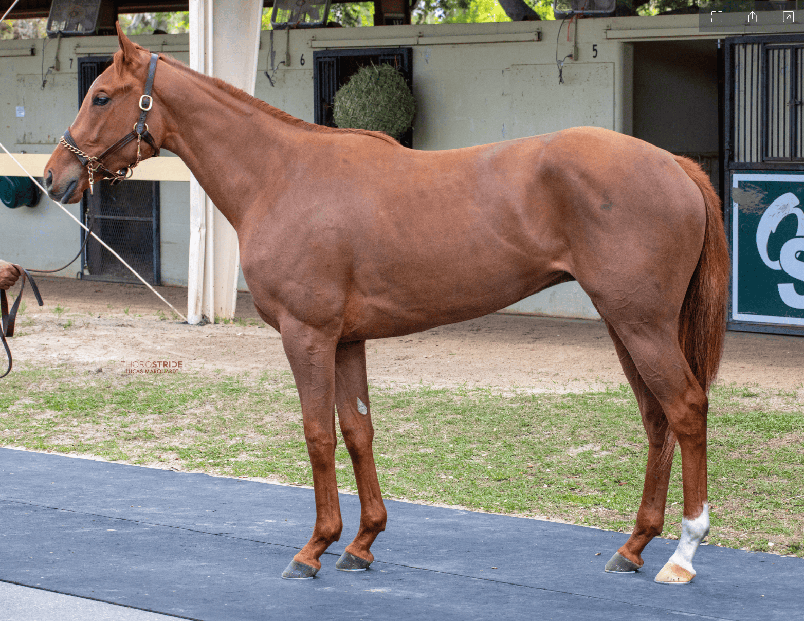 Florida-bred Thoroughbred Clare’s Shines stands squarely for a photo, her ears pricked curiously as she watches the person holding her lead (out of frame). (Photo: ©Lucas Marquardt/Thorostride)