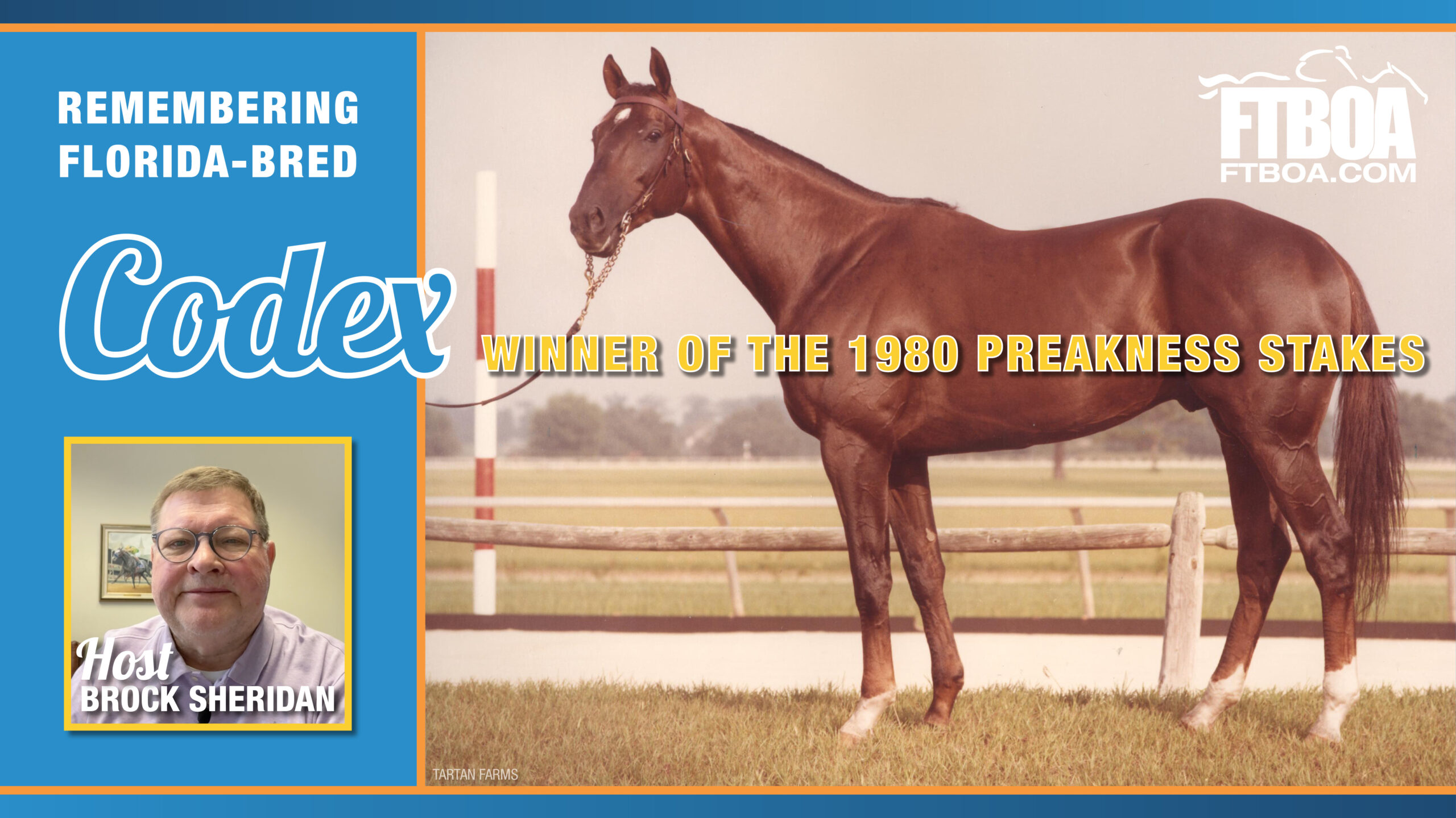 Video thumbnail consisting of a photo of Florida-bred Thoroughbred Codex, who stands square for a confirmation photo. (Photo: Tartan Farms) To the left, a light blue bar consists of a stack of text that reads, “Remembering Florida-bred Codex…” which leads into yellow, centered text reading “Winner of the 1980 Preakness Stakes.” “Codex” is large and in a script font for emphasis, and the logo for the FTBOA is featured in the top right corner of the full graphic. A headshot of the host, Brock Sheridan, is featured in the bottom left corner of the full graphic. The graphic is outlined in light blue to dark blue gradient frames at the top and bottom of the collective image, outlined in orange.