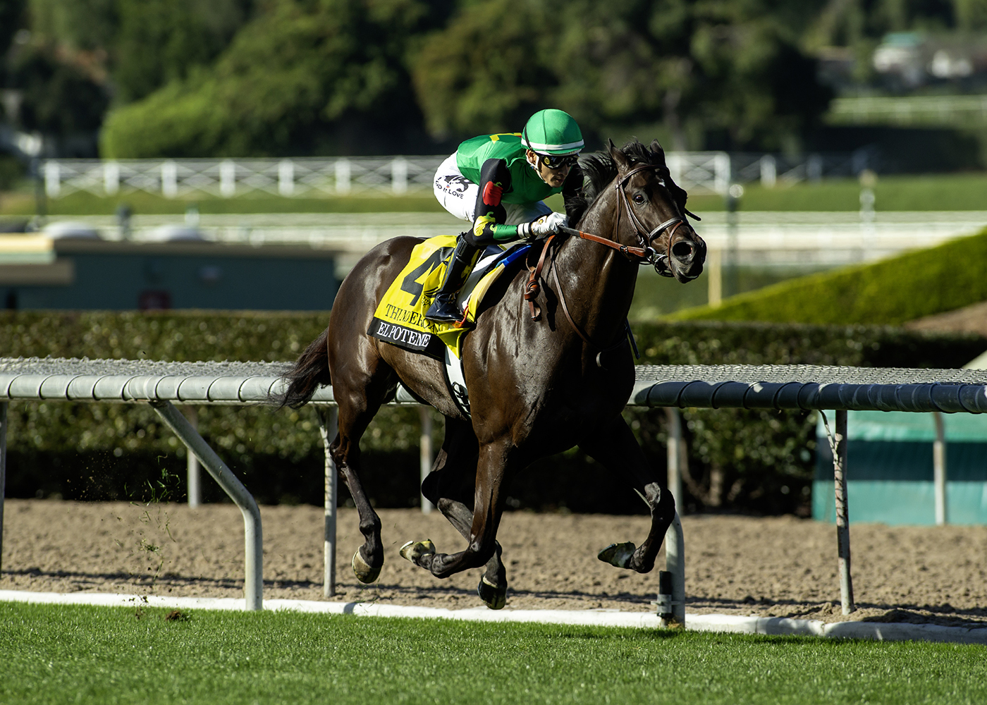 Florida-bred Thoroughbred El Potente and jockey Hector Isaac Berrios gallop to the wire at Santa Anita to defend El Potente’s title and win the 2026 Grade 3 Thunder Road. (Photo: ©Benoit)