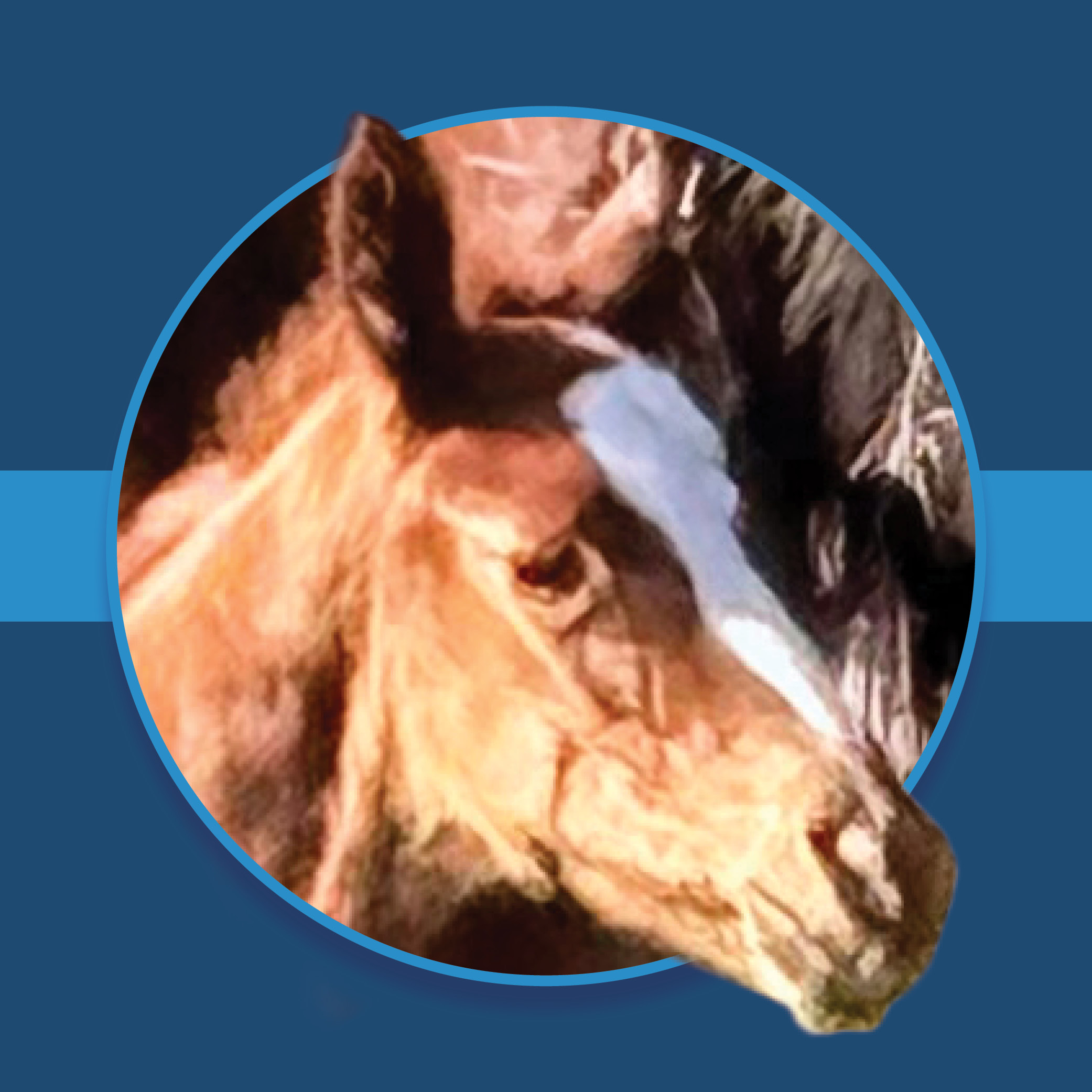 A dark blue square graphic that features a headshot of a Florida-bred foal by Simplification. The foal’s photo is centered on a circular frame outlined by light blue, and his nose and right ear overlaps the edge of the frame, creating a 3d effect that is emphasized by shadowing underneath the circular frame. A light blue bar runs behind it in the middle of the square. (Photo courtesy: Norman Dellheim)
