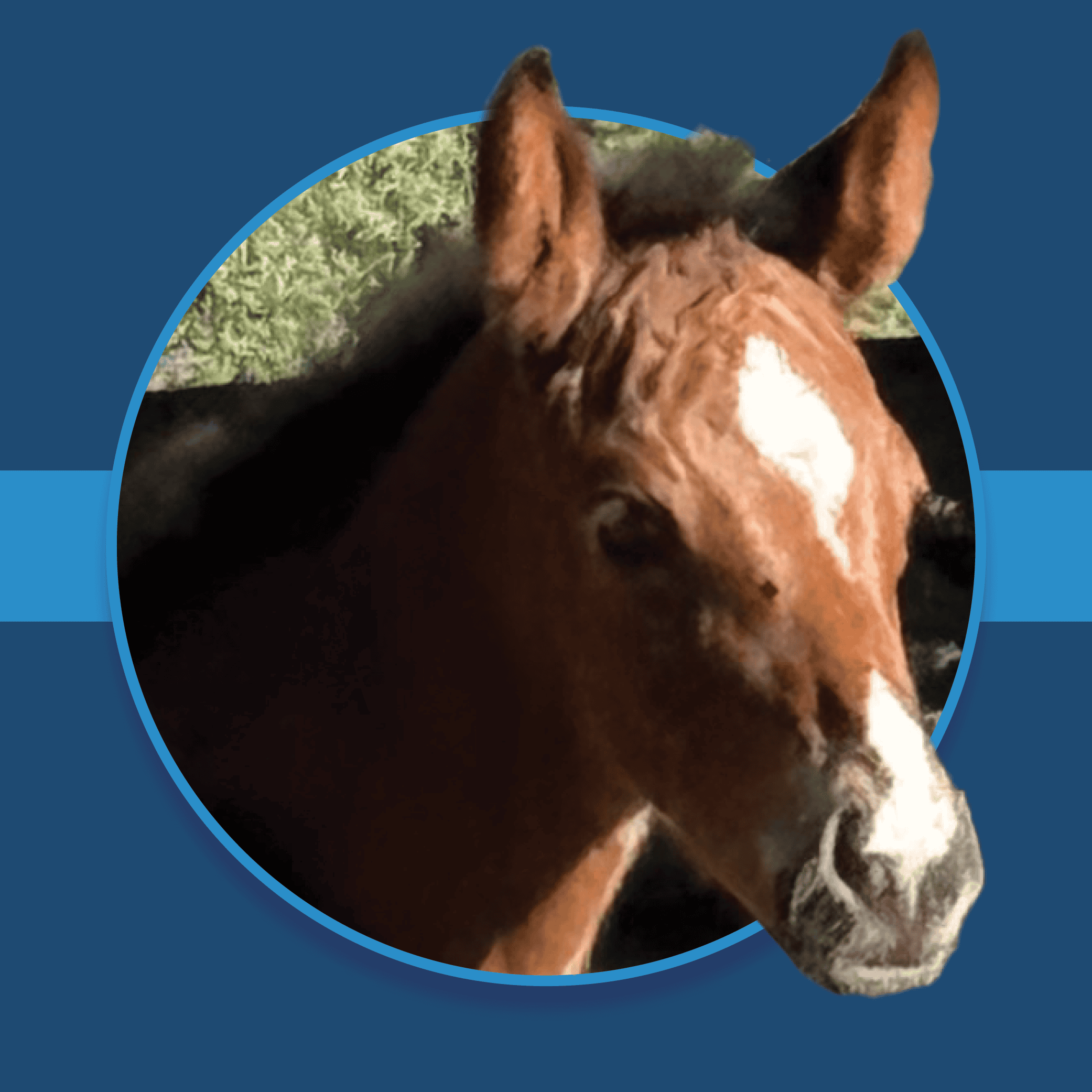 A dark blue square graphic that features a headshot of a Florida-bred foal by Jackie’s Warrior. The foal’s photo is centered on a circular frame outlined by light blue, and her nose and ears overlap the edges of the frame, creating a 3d effect that is emphasized by shadowing underneath the circular frame. A light blue bar runs behind it in the middle of the square. (Photo: ©Norman Dellheim)