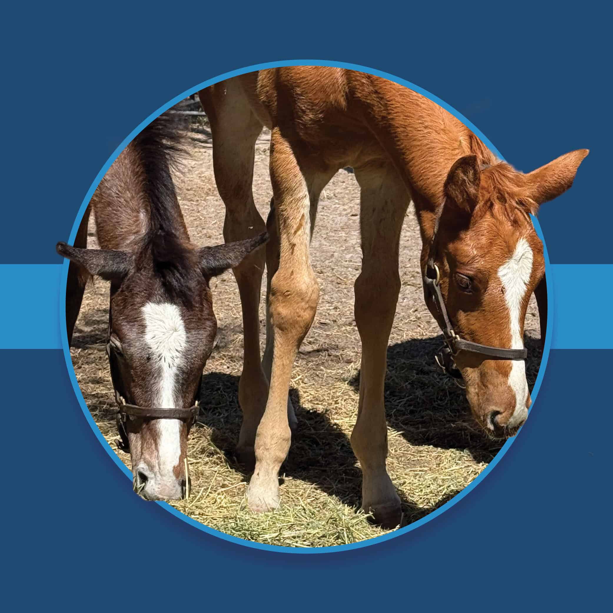 A dark blue square graphic that features headshots of two Florida-bred foals. The foals’ photo is centered on a circular frame outlined by light blue, and their muzzles and ears overlap the edges of the frame, creating a 3d effect that is emphasized by shadowing underneath the circular frame. A light blue bar runs behind it in the middle of the square. (Photo: ©Norman Dellheim)