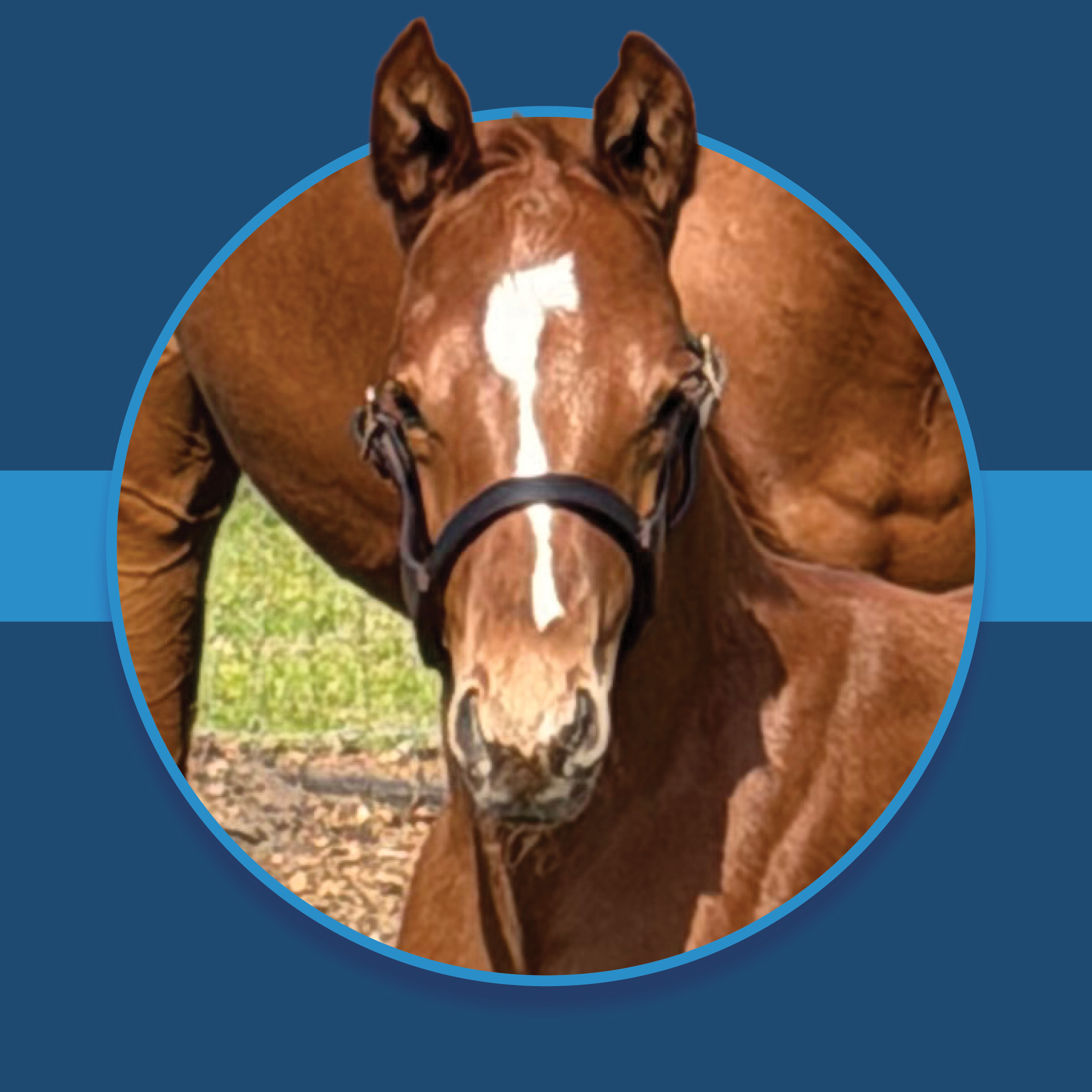 A dark blue square graphic that features a headshot of a Florida-bred colt by Verifying. The foal’s photo is based on a circular frame outlined by light blue, and his ears overlap the top edge of the frame, creating a 3d effect that is emphasized by shadowing underneath the circular frame. A light blue bar runs behind it in the middle of the square. (Foal photo courtesy of Beth Bayer.)
