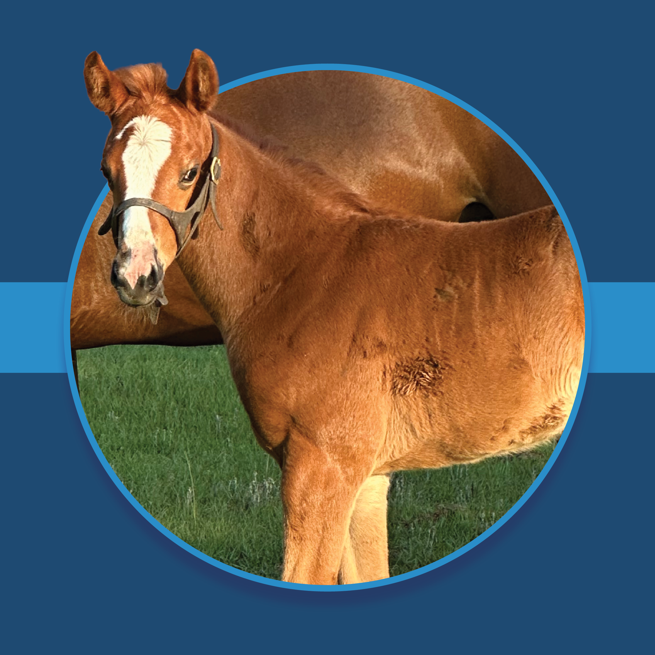 A dark blue square graphic that features headshots of a chestnut Florida-bred foal. The foal’s photo is centered on a circular frame outlined by light blue, and their ears overlap the edges of the frame, creating a 3d effect that is emphasized by shadowing underneath the circular frame. A light blue bar runs behind it in the middle of the square. (Photo: ©Liz Wilson)