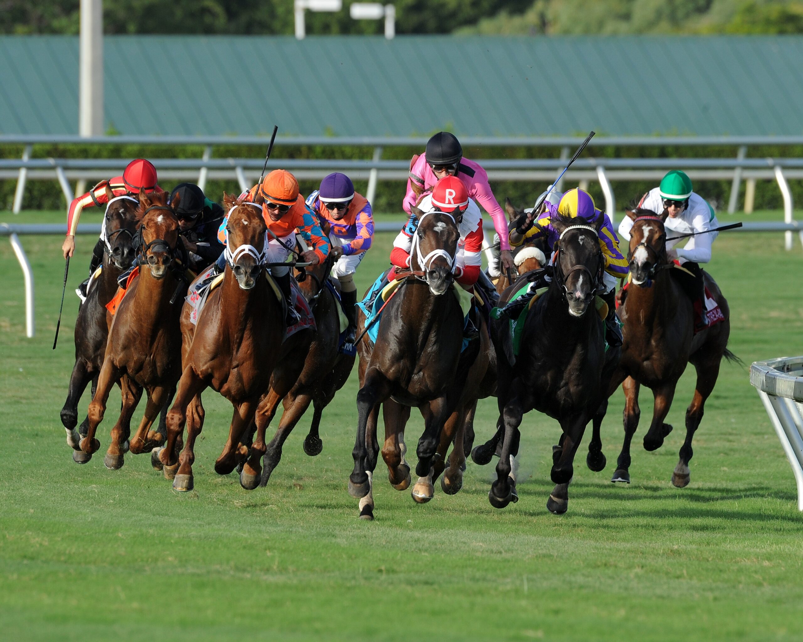 A group of Thoroughbreds race around the far turn over the turf course at Gulfstream Park, galloping towards the camera. (Photo: Gulfstream Park - ©Coglianese)