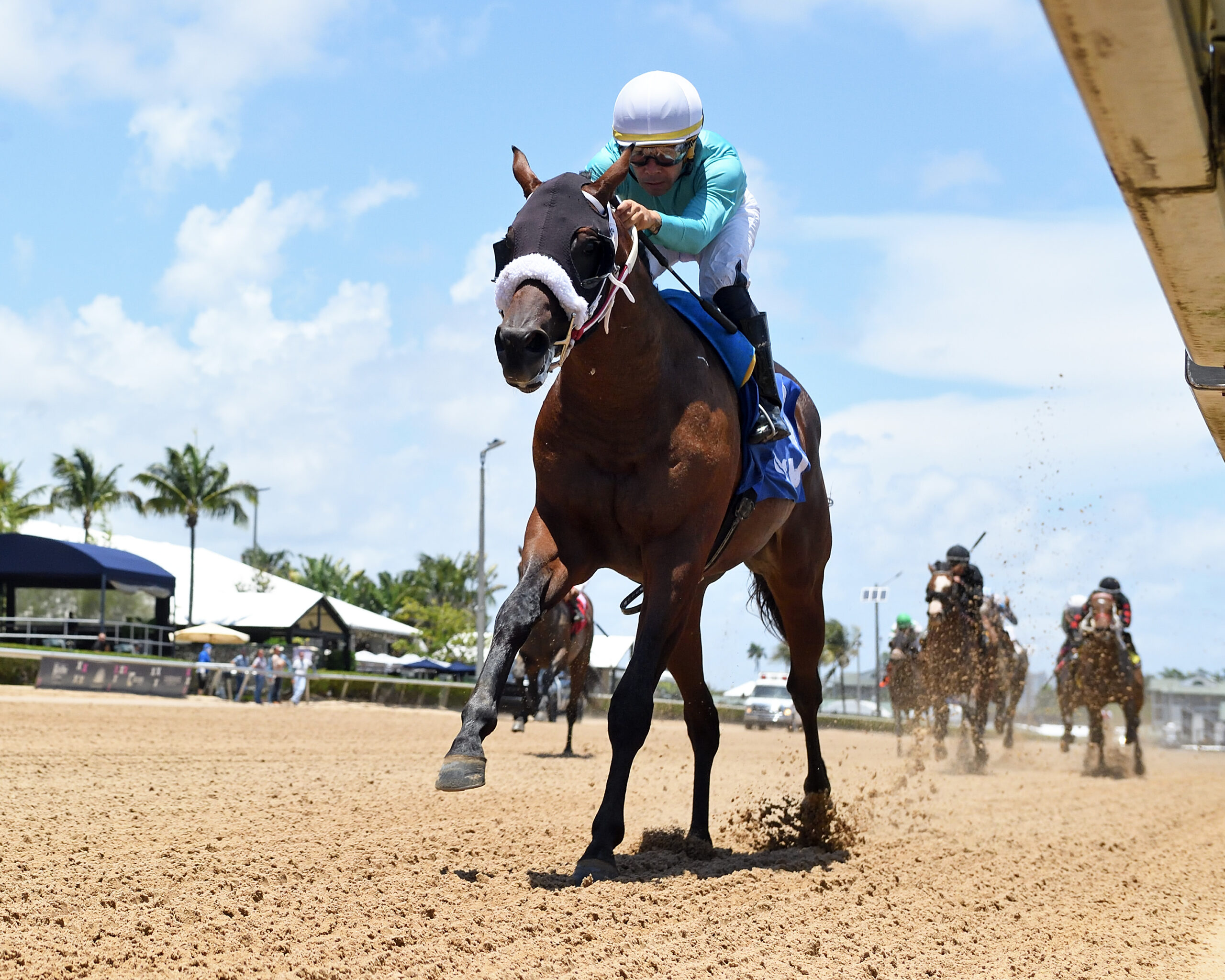 Florida-bred Thoroughbred It’s Smoking and jockey Edgar Perez gallop to the wire at Gulfstream Park, leaving all competition to trail well behind them during It’s Smoking’s maiden win on May 22, 2026 in a Maiden Special Weight. (Photo: ©Ryan Thompson)