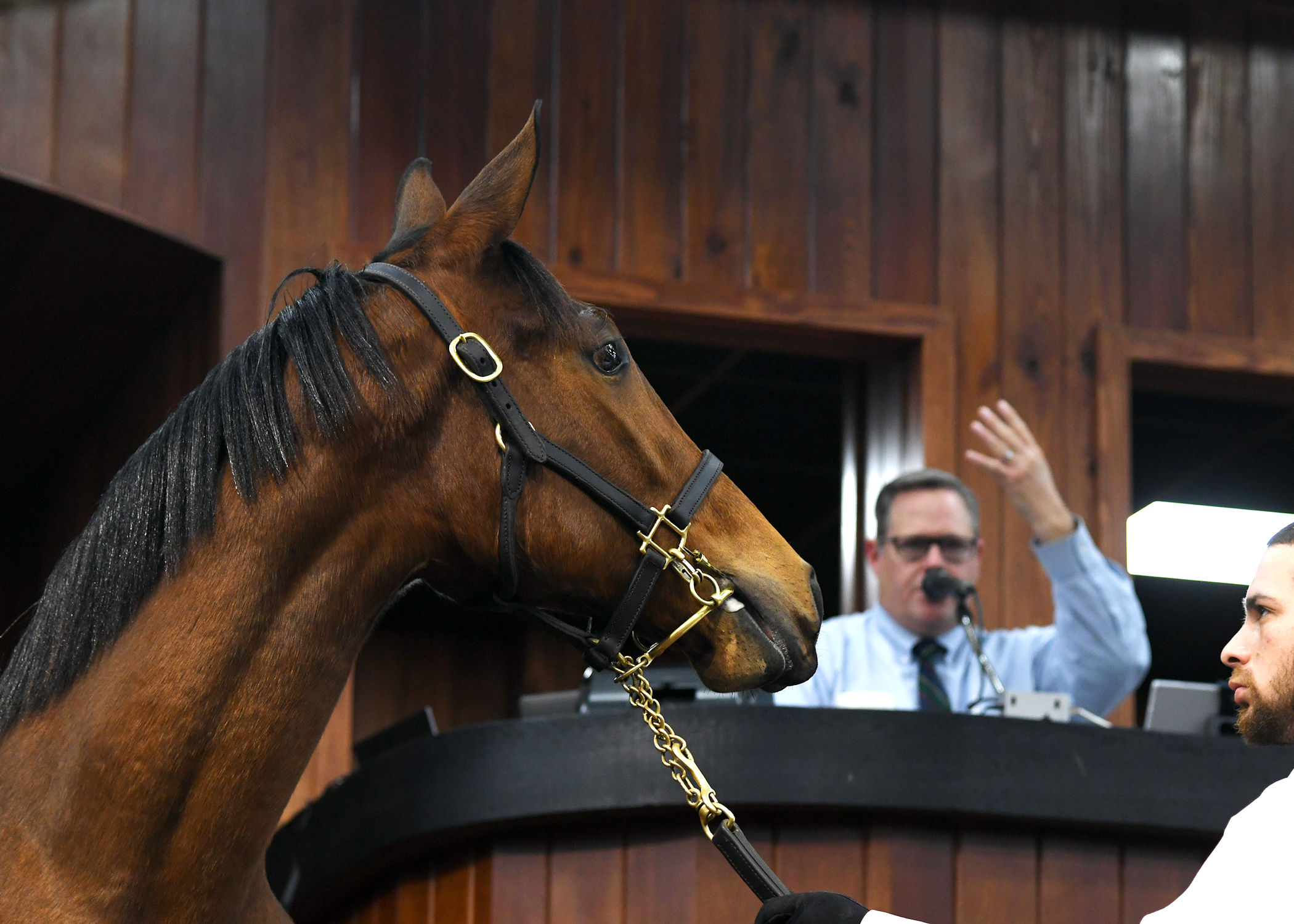 Closely cropped photo of a bay Thoroughbred in the middle of the wood-paneled OBS auction ring. The person holding the horse’s lead watches as the horse turns their head in the direction of the auctioneer sitting in the booth above them, taking in the excitement of the event. (Photo: ©Judit Seipert Photo)