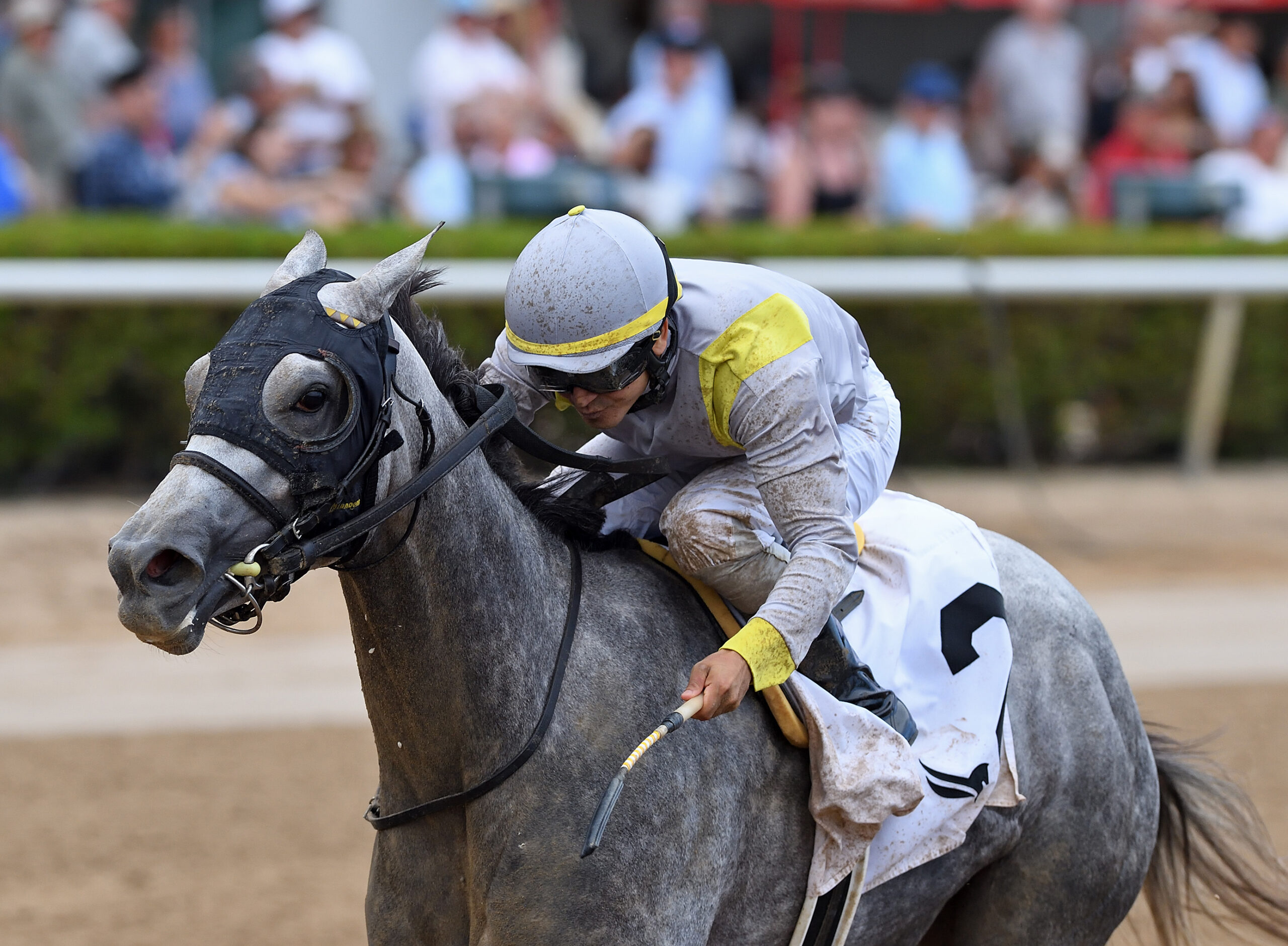 Closely cropped photo of Florida-bred Lennilu and jockey Jonathan Ocasio galloping to the wire during their win of the 2026 Game Face Stakes at Gulfstream Park. (Photo: ©Nicole Thomas)