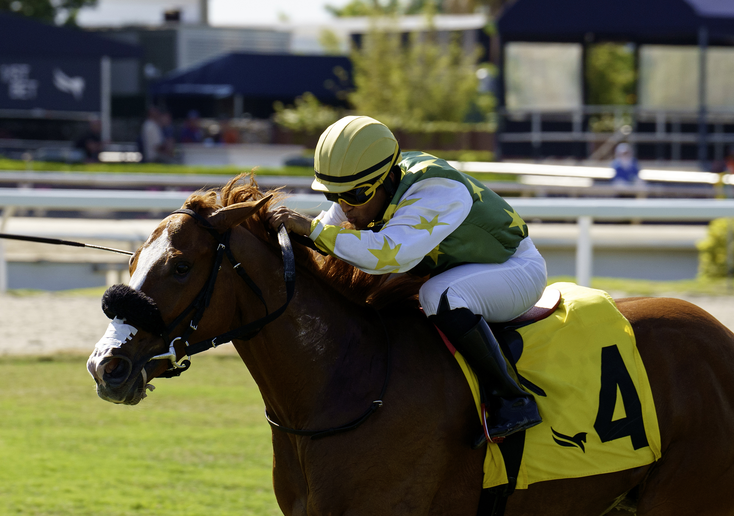 Closely cropped photo of Florida-bred Liberty Rings and jockey Miguel Vasquez galloping to the wire at Gulfstream Park, winning the 2026 Royal Palm Juvenile Fillies. (Photo: ©G Sonny Hughes)