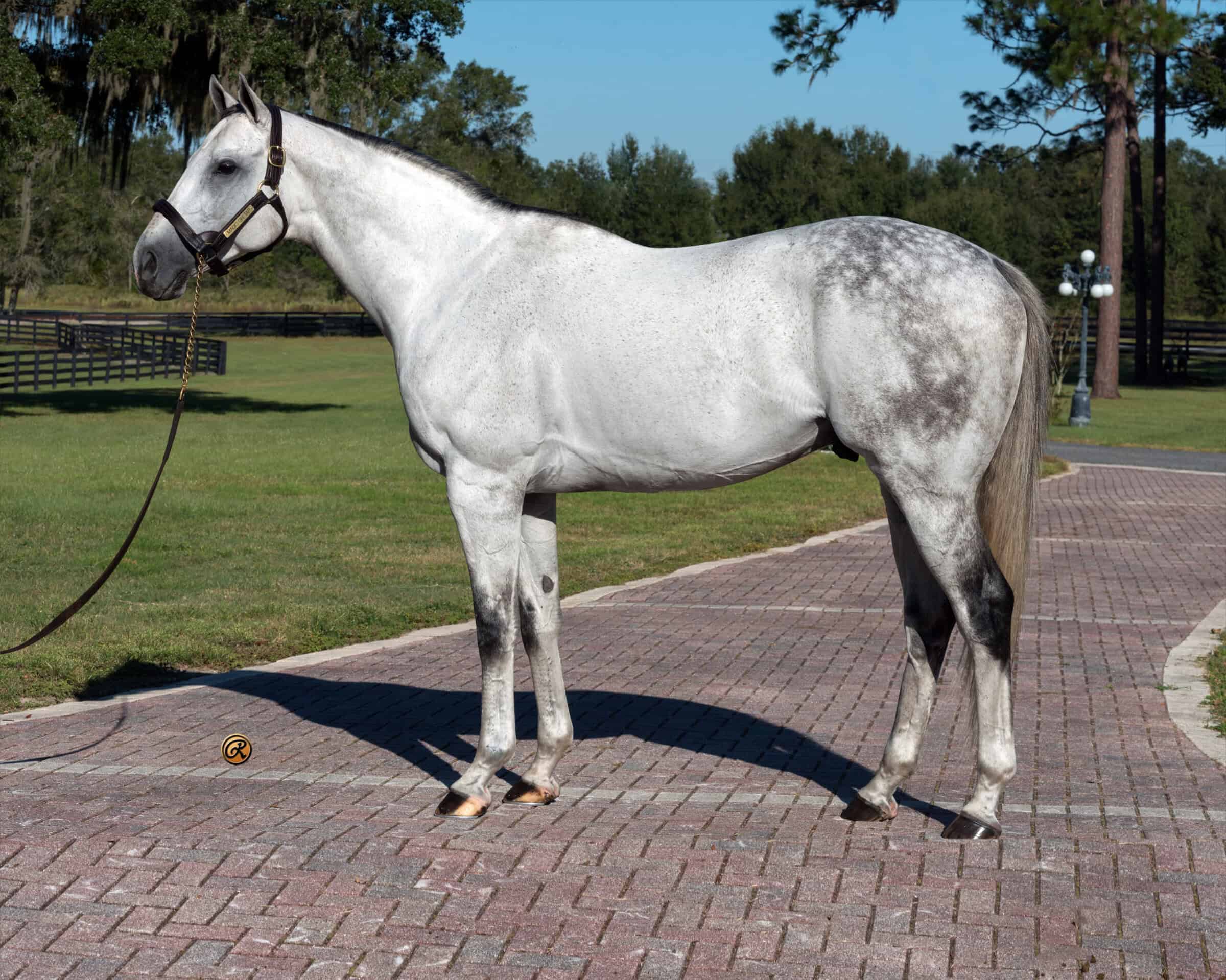 Grey Thoroughbred stallion Magic On Tap stands proudly for a photo. His ears are pricked as he stands squarely on the brick path at his Florida residency of Pleasant Acres Stallions in Ocala. Behind him, the farm’s paddocks stretch into the background. (Photo: ©Louise Reinagel)
