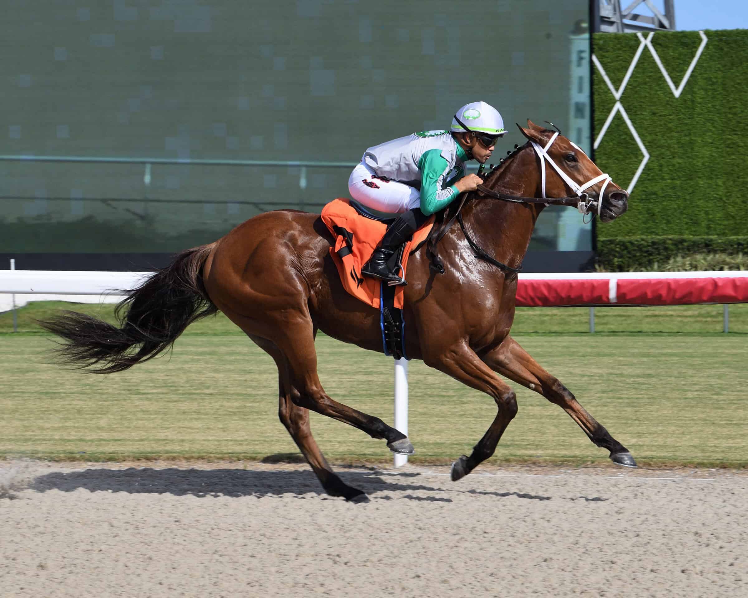Florida-bred Monster and jockey Samy Camacho gallop to the wire at Gulfstream Park, winning an Allowance Optional Claiming on November 8, 2025. (Photo: ©Lauren King)