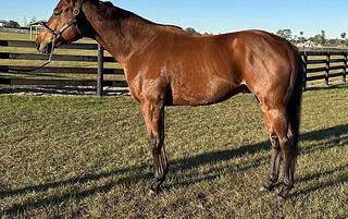 Thoroughbred stallion Public Information stands relaxed for an evening photo.