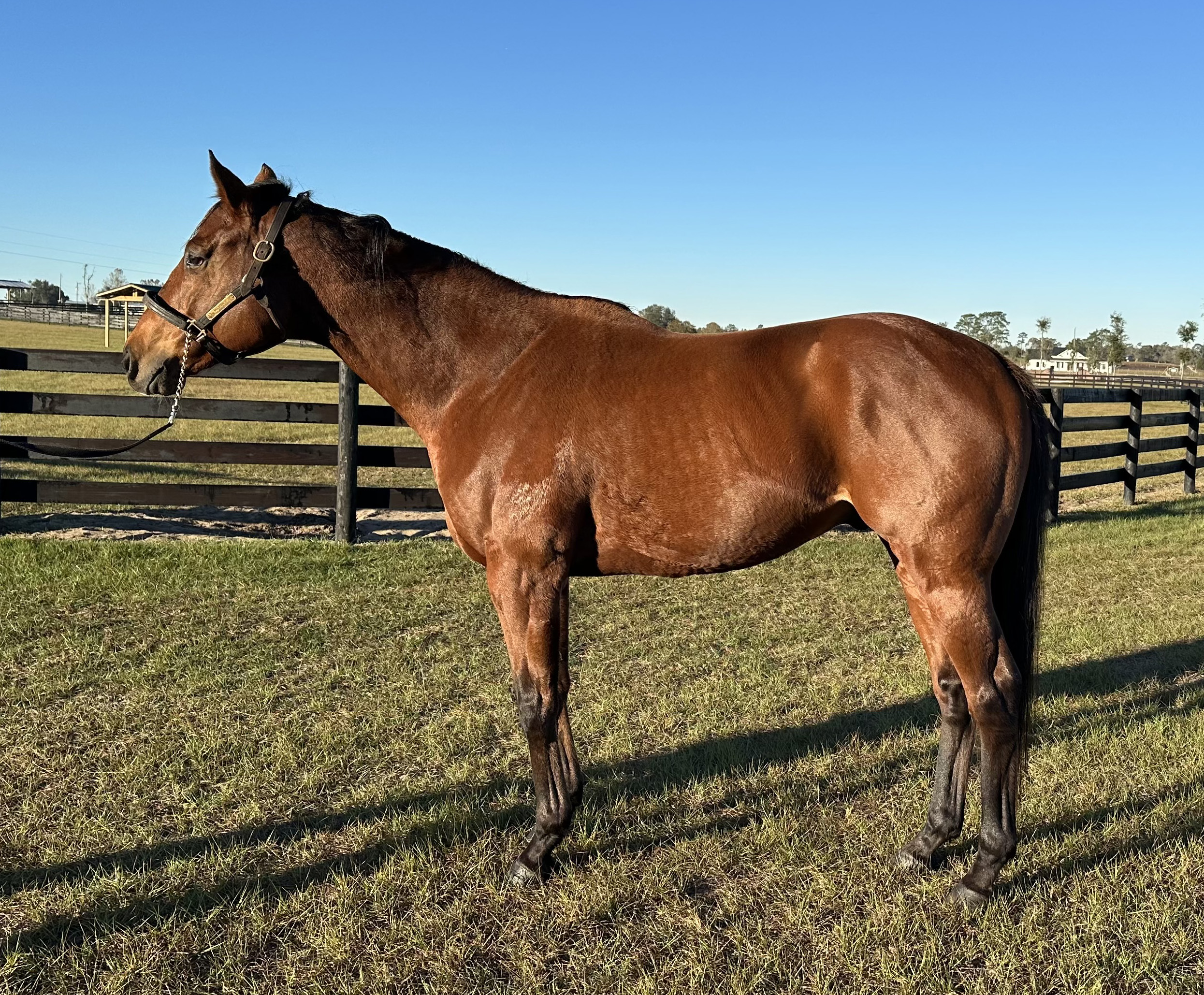 Thoroughbred stallion Public Information stands relaxed for an evening photo.