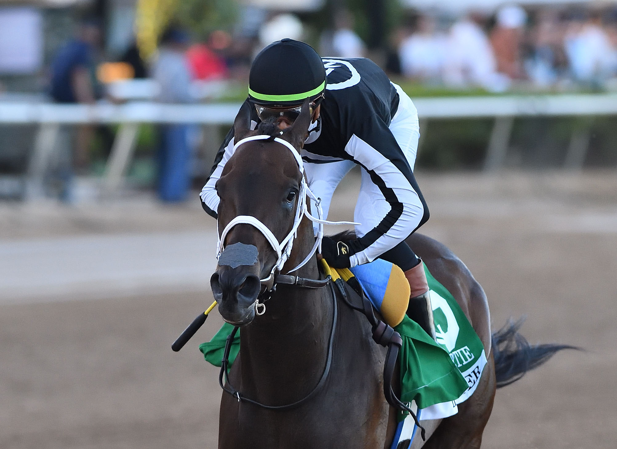 Closely cropped photo of Florida-bred R Disaster and jockey Micah Husbands galloping towards the camera during their winning run of the 2026 Grade 3 Hurricane Bertie at Gulfstream Park. (Photo: ©Ryan Thompson)