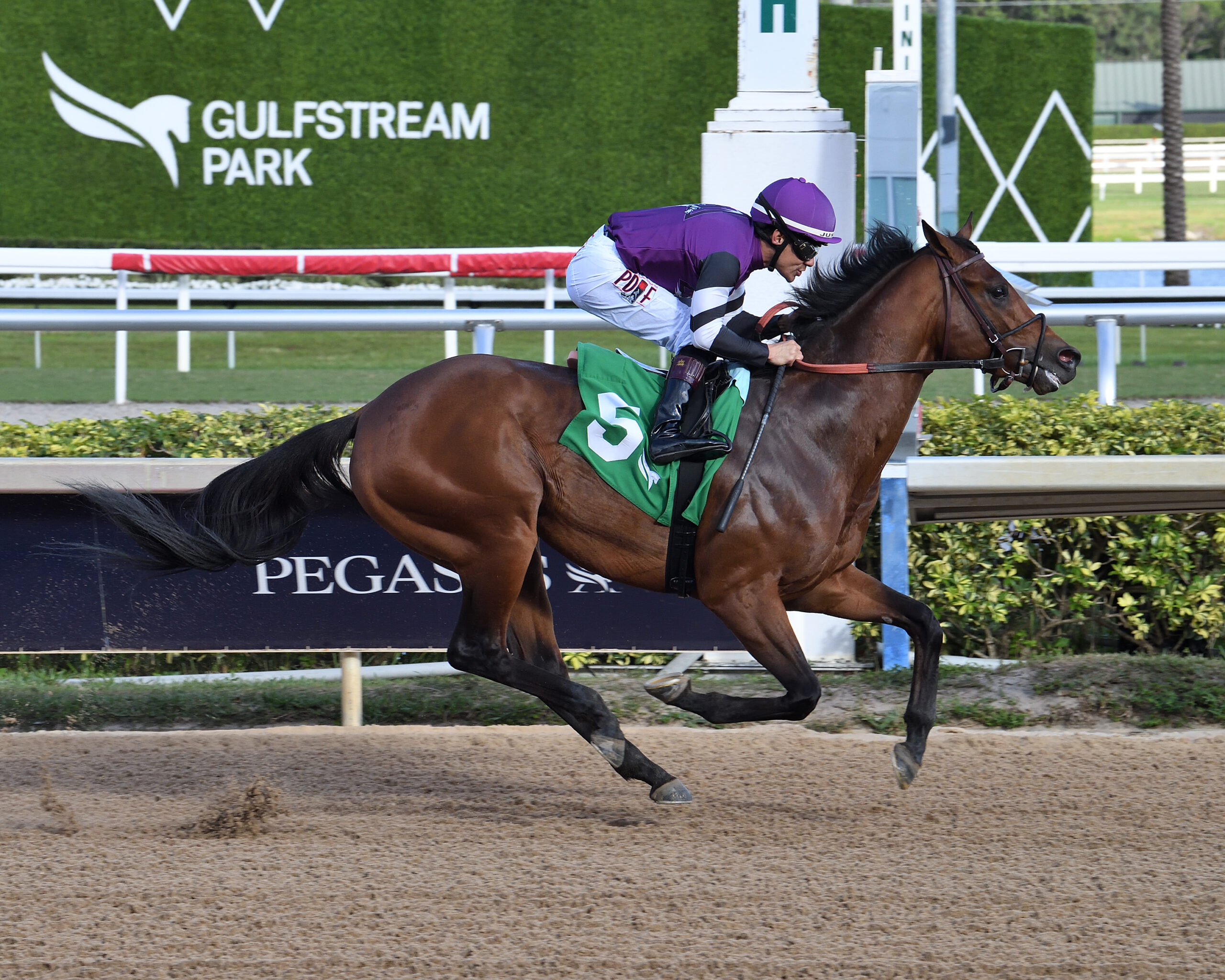 Florida-bred Thoroughbred Rockies Balboa and jockey Junior Alvarado gallop to the wire at Gulfstream Park to win an allowance race on January 29, 2026. (Photo: ©Lauren King)