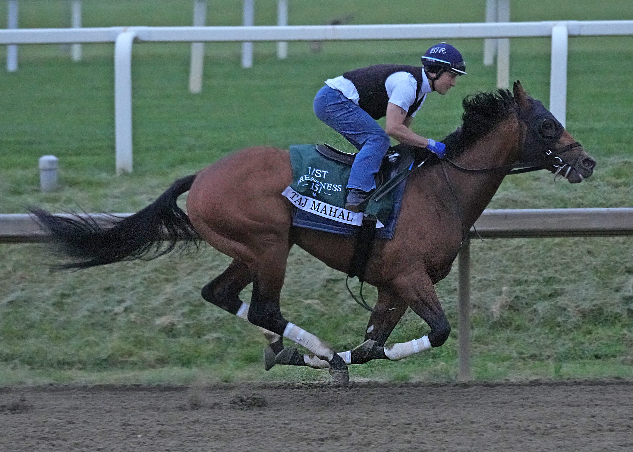 Florida-bred Thoroughbred Taj Mahal breezes with exercise rider Alex Beitia over the main track at Laurel Park, in preparation for the 2026 Preakness. (Photo: ©Maryland Jockey Club)