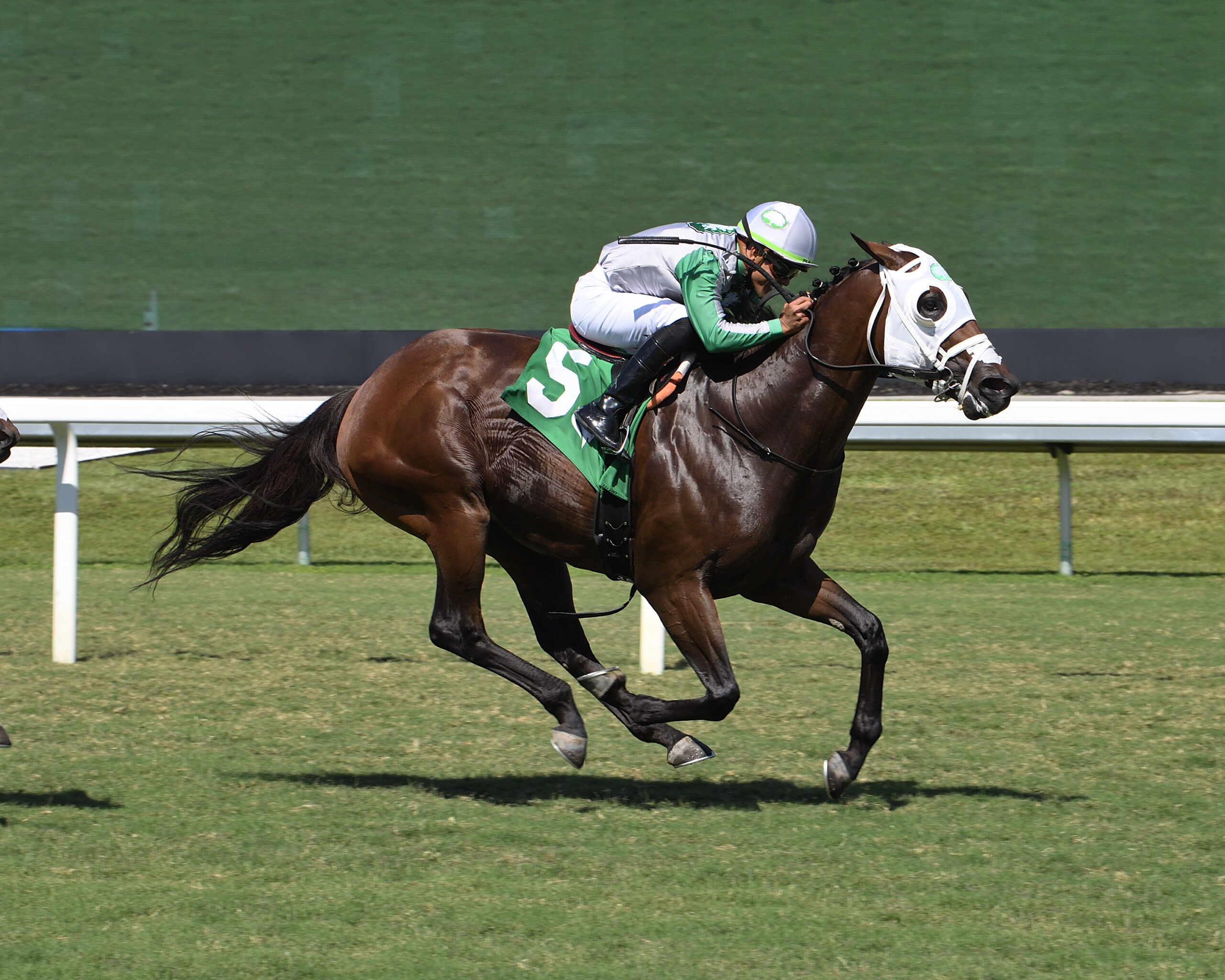 Florida-bred Tank and jockey Samy Camacho rocket to the wire at Gulfstream Park, outlasting their competition to win the 2026 FHBPA Turf. (Photo: ©Lauren King)