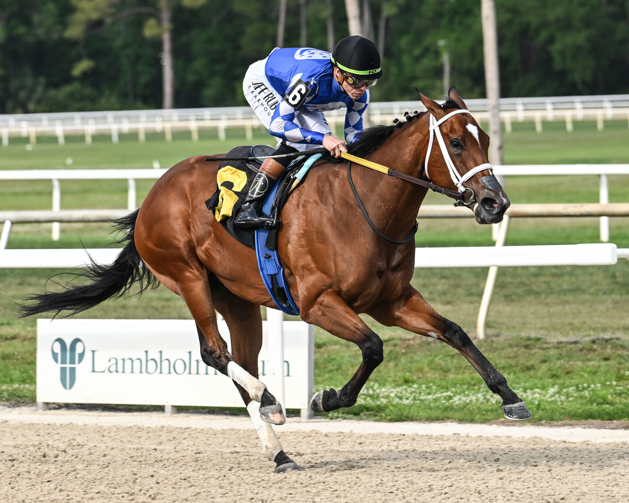 Florida-bred Tessellate and jockey Irad Ortiz Jr. gallop to the wire unchallenged to win the 2026 Stonehedge Farm South Sophomore Fillies during Florida Cup Day at Tampa Bay Downs. (Photo: ©SV Photography)