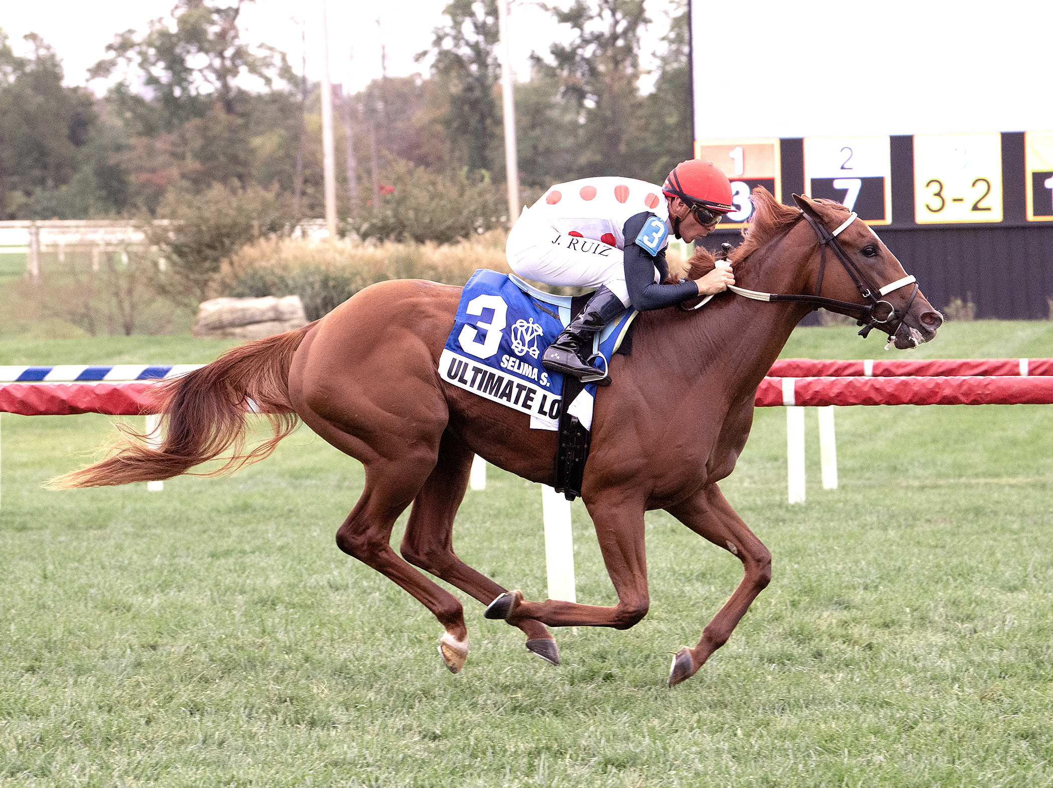Florida-bred Thoroughbred Ultimate Love and jockey Jorge Ruiz gallop to the wire unchallenged at Laurel Park, winning the 2025 Selima Stakes. (Photo: ©Jim McCue/Maryland Jockey Club)