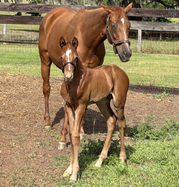 A Florida-bred Thoroughbred colt perks up, looking toward the camera person with interest as his mom dozes sleepily behind him. The two chestnuts’ coats gleam in the Florida sunshine as they relax in their paddock. (Photo courtesy of Beth Bayer.) 