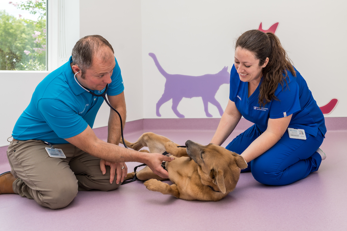 Two people sit on either side of a dog who lays on their back in the middle of a veterinarian exam room. The dog looks toward the man on the left, who holds a stethoscope to the dog’s chest, while the woman on the right gently steadies the dog. (Photo Courtesy: UF Health News)