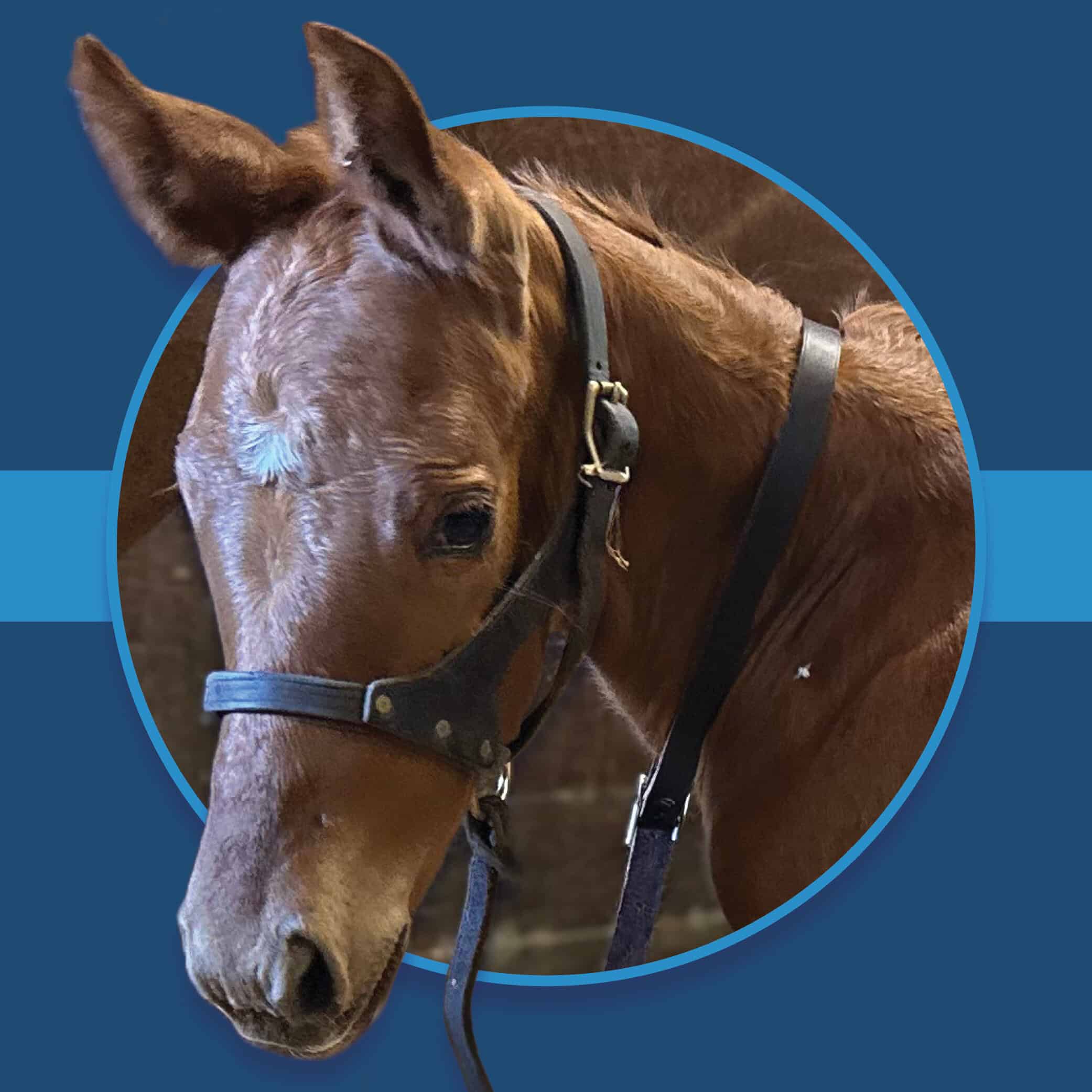 A dark blue square graphic that features a headshot of a Florida-bred foal by Waiting. The foal’s photo is based on a circular frame outlined by light blue, and the foal’s nose and ears overlap the edge of the frame, creating a 3d effect that is emphasized by shadowing underneath the foal’s face and the circular frame. A light blue bar runs behind it in the middle of the square. (Photo: ©Ashley Godwin)