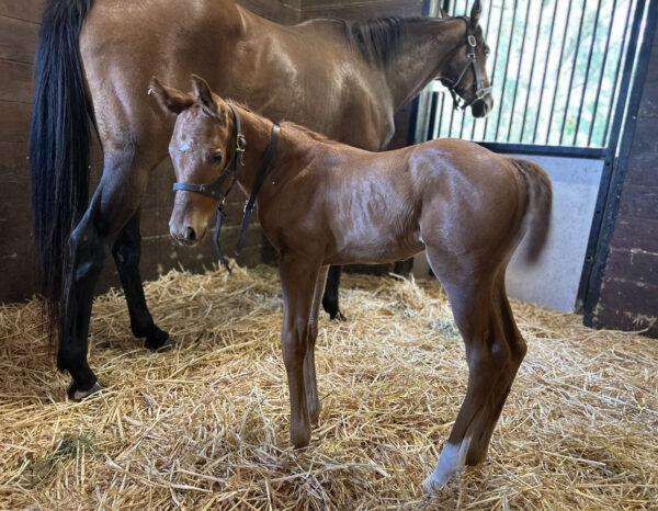 A chestnut Florida-bred Thoroughbred foal stands in the middle of his stall, turning to look curiously at the photographer, fluffy ears pricked. His dam, Lynx, the 2022 Florida-bred Champion 2-Year-Old Filly, stands behind him, looking out the window of their shared stall. (Photo by Ashley Godwin)