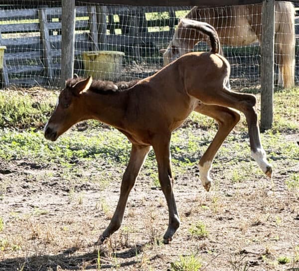 A Florida-bred Thoroughbred filly by Jackie’s Warrior kicks up her heels, bucking playfully in her paddock. (Photo: ©Norman Dellheim)