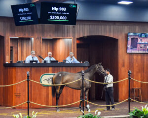 A Florida-bred Thoroughbred filly stands in the middle of the wood-paneled OBS Sales’ auction ring in front of the auctioneer’s podium. Her ears are pricked, turning her head slightly to look out into the surrounding audience. (Photo: ©Judit Seipert)