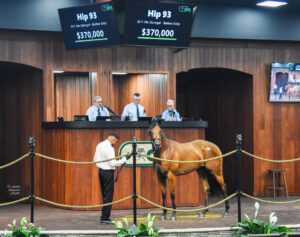 Thoroughbred filly hip 93 stands square in the middle of the OBS Sales’ auction ring, standing in front of the auctioneer’s podium. The filly gazes out at the surrounding audience. Above her head, a sign details her connections and final sale price, $370,000. (Photo: ©Judit Seipert)