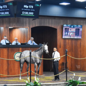 Florida-bred Thoroughbred filly hip 173 faces the crowd while standing in the middle of the OBS Sale’s auction ring. The grey or roan’s ears are pricked as she curiously watches the crowd. (Photo: ©Judit Seipert)