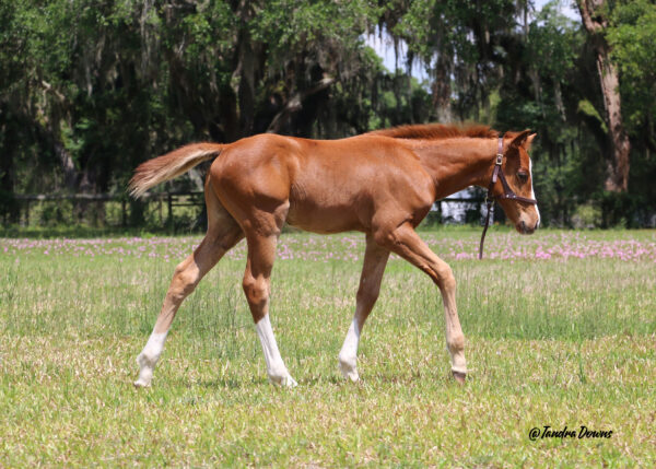A chestnut Florida-bred Thoroughbred colt walks through his pasture in the sunshine. Behind him, the pasture is dotted with flowers and edged by Florida oak trees laden with Spanish moss. (Photo: ©Tandra Downs) 