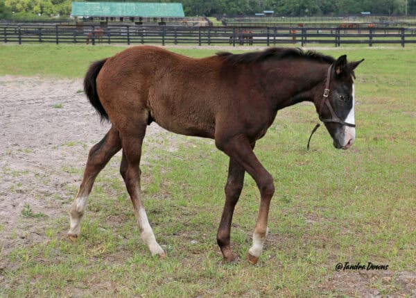 A Florida-bred Thoroughbred foal walks relaxed in his paddock. Behind the foal, pastures dotted with other Thoroughbreds stretch into the distance. (Photo: ©Tandra Downs)
