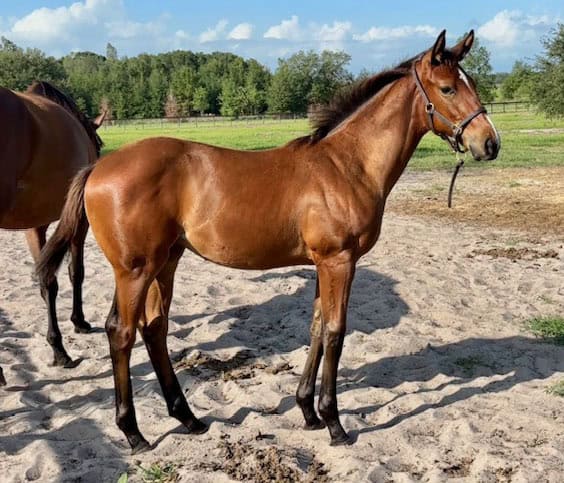 A Florida-bred Thoroughbred filly stands tall next to her dam, Khushbu, who stands peacefully behind her. The filly’s ears are pricked as she looks towards something in the distance, and pastures span the background behind the pair. (Photo by Jennifer Anne Johnson)