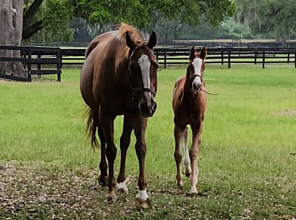 A Florida-bred Thoroughbred filly walks toward the camera next to her dam, Take Charge Annie, who also walks towards the camera. Both Take Charge Annie and her filly are chestnuts with chrome. Behind them, dark wooden fences outline green, tree dotted pastures that stretch towards a barn in the distance. (Photo by Gina Tellier)