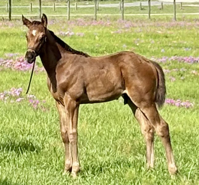 A Florida-bred Thoroughbred colt stands in the middle of his paddock, tiny ears pricked. Purple flowers dot the pasture around him, and fencing lines the edge of the paddock. (Photo by Jennifer Anne Johnson)