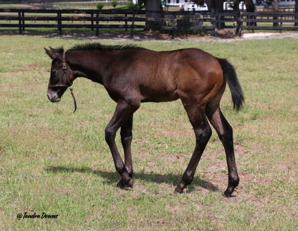 A bay or brown Florida-bred Thoroughbred colt walks through his pasture in the sunshine. Dark wooden fencing edges the pasture line behind him, and more pastures stretch into the distance. (Photo: ©Tandra Downs) 