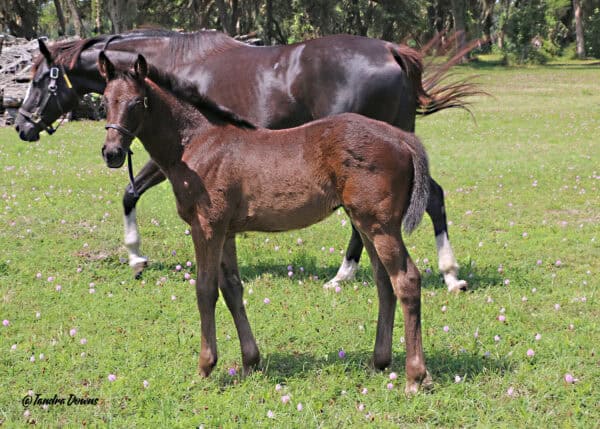 A Florida-bred Thoroughbred foal turns to look towards the photographer, while her dam, Amoret, walks by. Behind the pair, Florida oaks line the edge of the paddock, and purple clover flowers dot the field around them. (Photo: ©Tandra Downs)