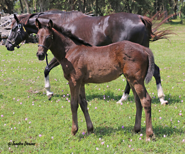 A Florida-bred Thoroughbred foal turns to look towards the photographer, while her dam, Amoret, walks by. Behind the pair, Florida oaks line the edge of the paddock, and purple clover flowers dot the field around them. (Photo: ©Tandra Downs)