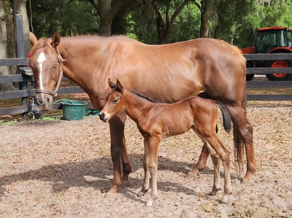 A Florida-bred Thoroughbred colt stands next to his chestnut dam, Subtle Livie, who appears to be taking a nap under the Florida sunshine. Her bay colt looks towards something out of frame, tiny ears pricked. Behind them, dark wooden pasture fence frames the photo, outlined by lush trees and the farm’s tractor. (Photo by Gina Tellier)
