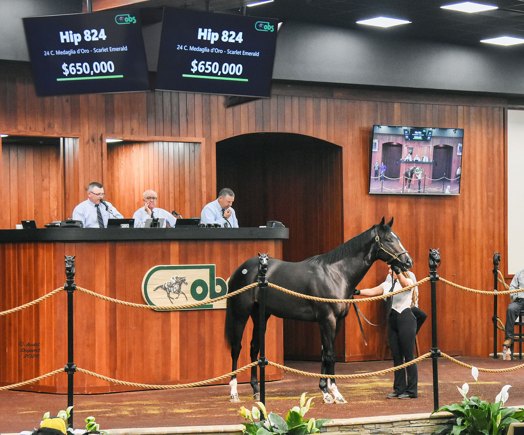 A Thoroughbred colt stands alert in the middle of the wood-paneled OBS Sales’ auction ring, facing the audience with pricked ears with his back to the auctioneer’s podium. (Photo: ©Judit Seipert)