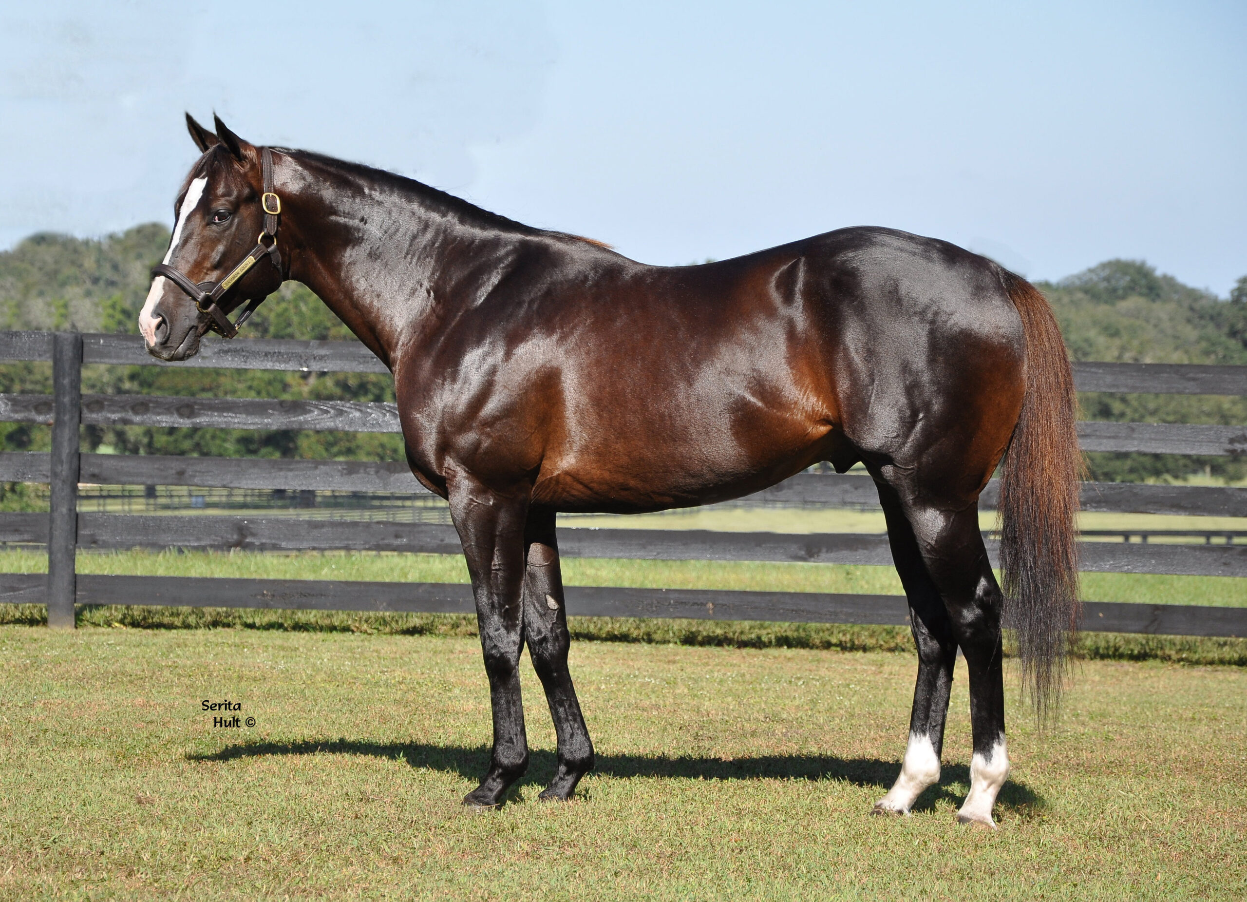 Dark bay Florida-bred Thoroughbred stallion Bahamian Squall stands proudly in the Florida sunshine. His face is turned slightly towards the camera and his ears are pricked, patiently waiting as his photo is taken. Behind him, wooden fencing traces the outline of pastures and trees line the background. (Photo: ©Serita Hult)