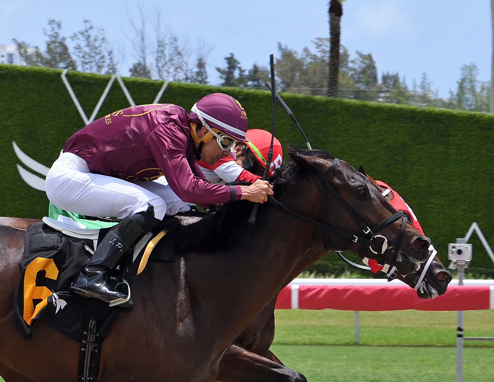 Headshots of Florida-bred Thoroughbred Boyhood Dream and jockey Samy Camacho racing along the inside rail in a battle to the wire with fellow Florida-bred King Cousin B and jockey Leonel Reyes. Boyhood Dream held on by a nose to win the second race at Gulfstream Park on June 26, 2026, a maiden special weight for 2-year-olds going five furlongs on the all-weather course. (Photo: ©Ryan Thompson)