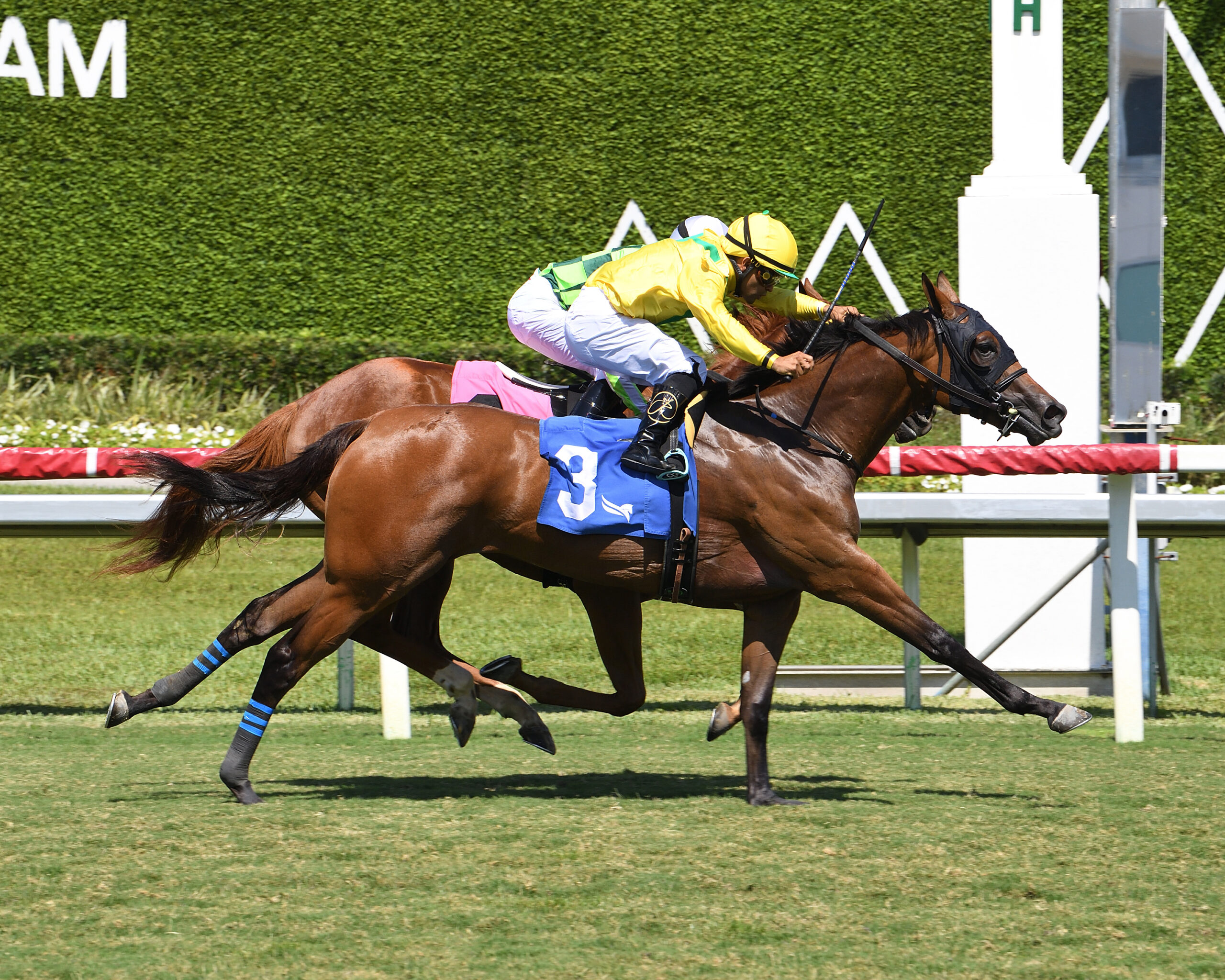 Florida-bred Thoroughbred Celtic Dispute and jockey Luis Saez, galloping on the outside, fend off competitor Skara Brae on the inside rail by a neck to win the 2026 $125,000 Royal Palm Juvenile for 2-year-olds at Gulfstream Park. (Photo: ©Ryan Thompson)