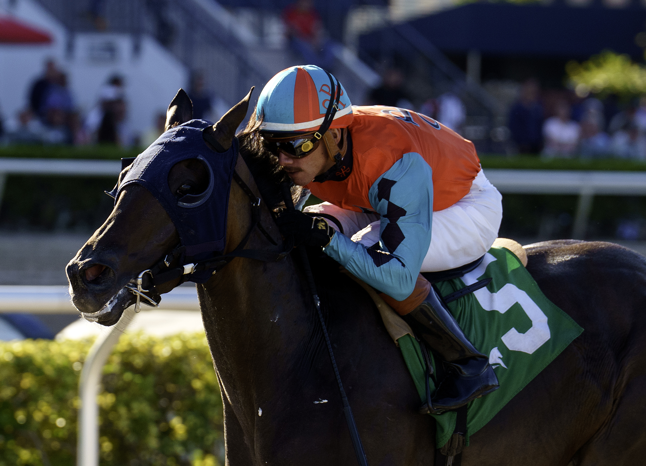 Closely cropped headshot of Florida-bred Thoroughbred Chicken Dance and jockey Diego Herrera galloping to the wire, outlasting competition to win the 2026 Not Surprising at Gulfstream Park. (Photo: ©G Sonny Hughes)
