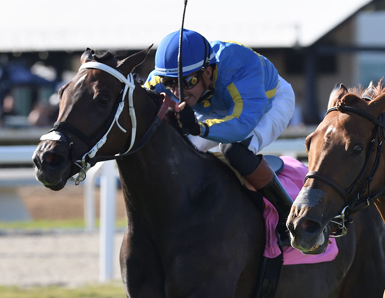 Closely cropped headshot of Florida-bred Dreaming of Abba and jockey Diego Herrera galloping to try and catch leader (and fellow Florida-bred) Souper Zonda and Sonny Leon during the 2026 FHBPA Filly & Mare Turf at Gulfstream Park. Souper Zonda held the lead to win, while Dreaming of Abba achieved a close second. (Photo: ©Ryan Thompson)