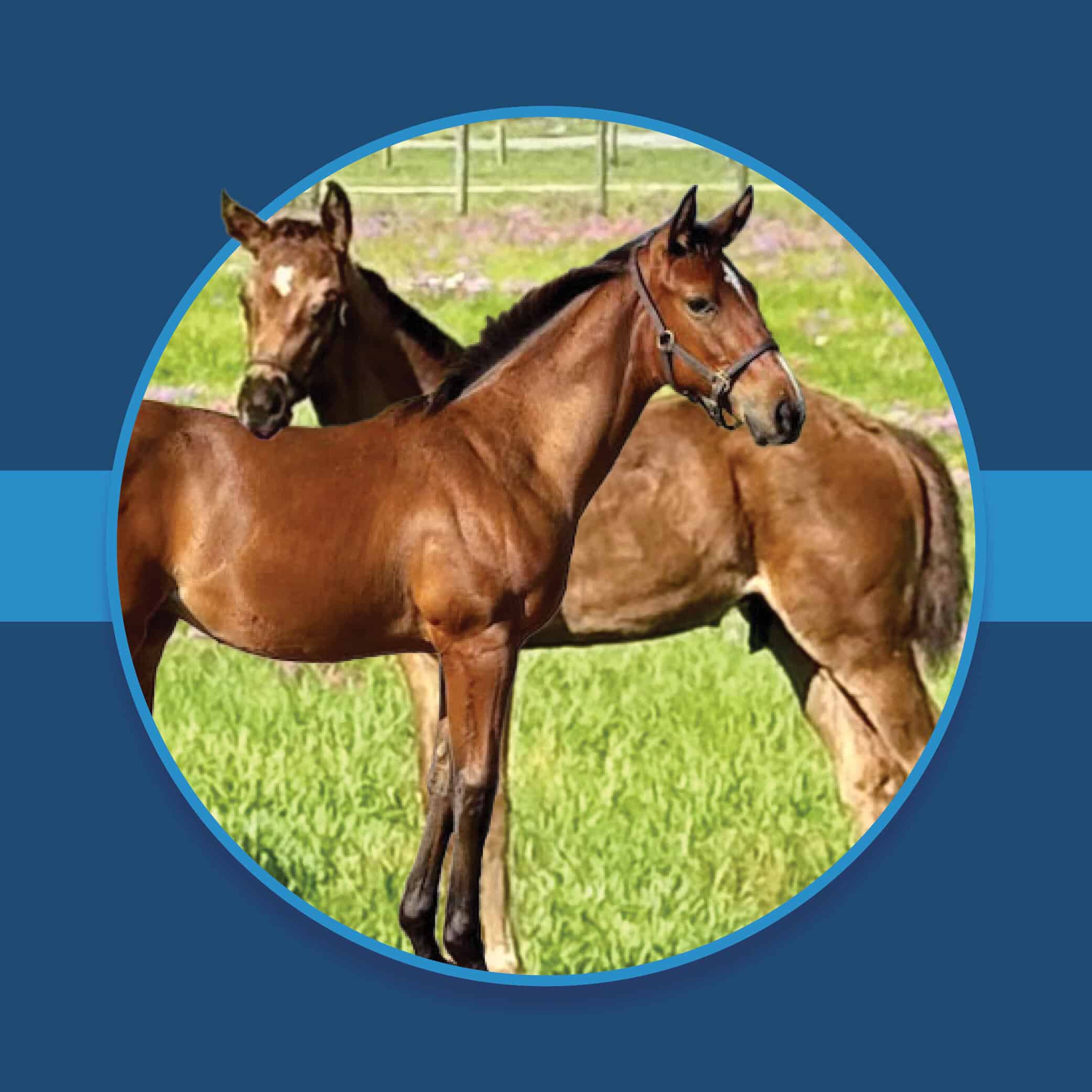 A dark blue square graphic that features two Florida-bred foals looking in opposite directions. The foal in the back has their head over the foreground foal’s back. The background foal’s ears overlap the edge of the frame, creating a 3d effect that is emphasized by shadowing underneath the circular frame. A light blue bar runs behind it in the middle of the square. (Photos by Jennifer Anne Johnson)