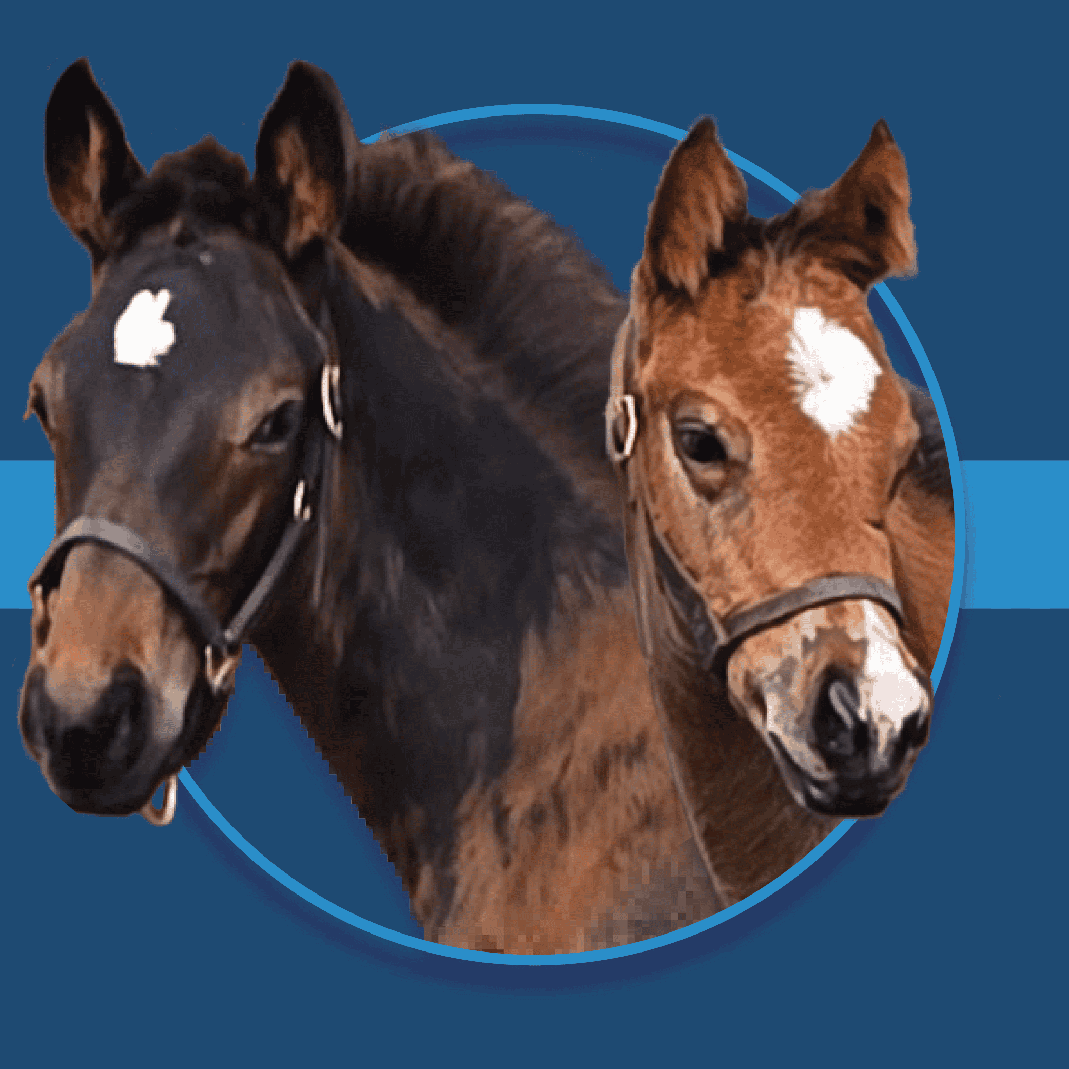 A dark blue square graphic that features a headshot of two Florida-bred foals. The foals’ photos are based on a circular frame outlined by light blue, and the foals’ noses and ears overlap the left and right edges of the frame, creating a 3d effect that is emphasized by shadowing underneath the their face and the circular frame. A light blue bar runs behind it in the middle of the square. Photos of the foals are by ©Tim O'Donohue.