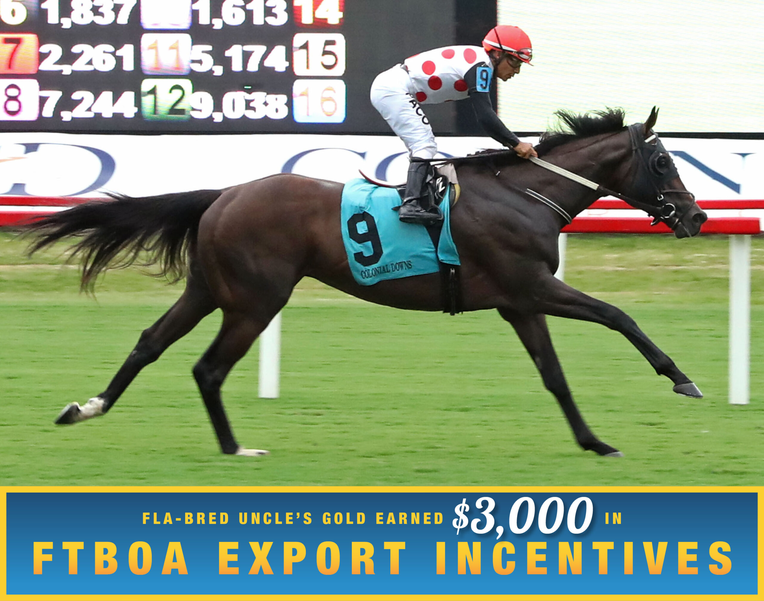 Florida-bred Uncle’s Gold and jockey Paco Lopez gallop to the wire at Colonial Downs to score a $50,000 optional claiming on the turf. (Photo: ©Coady Media) Beneath the photo, a gradient light blue to dark blue banner, edged in an orange to yellow frame, is featured. The banner reads, “Fla-bred Uncle’s Gold Earned $3,000 in FTBOA Export Incentives.”